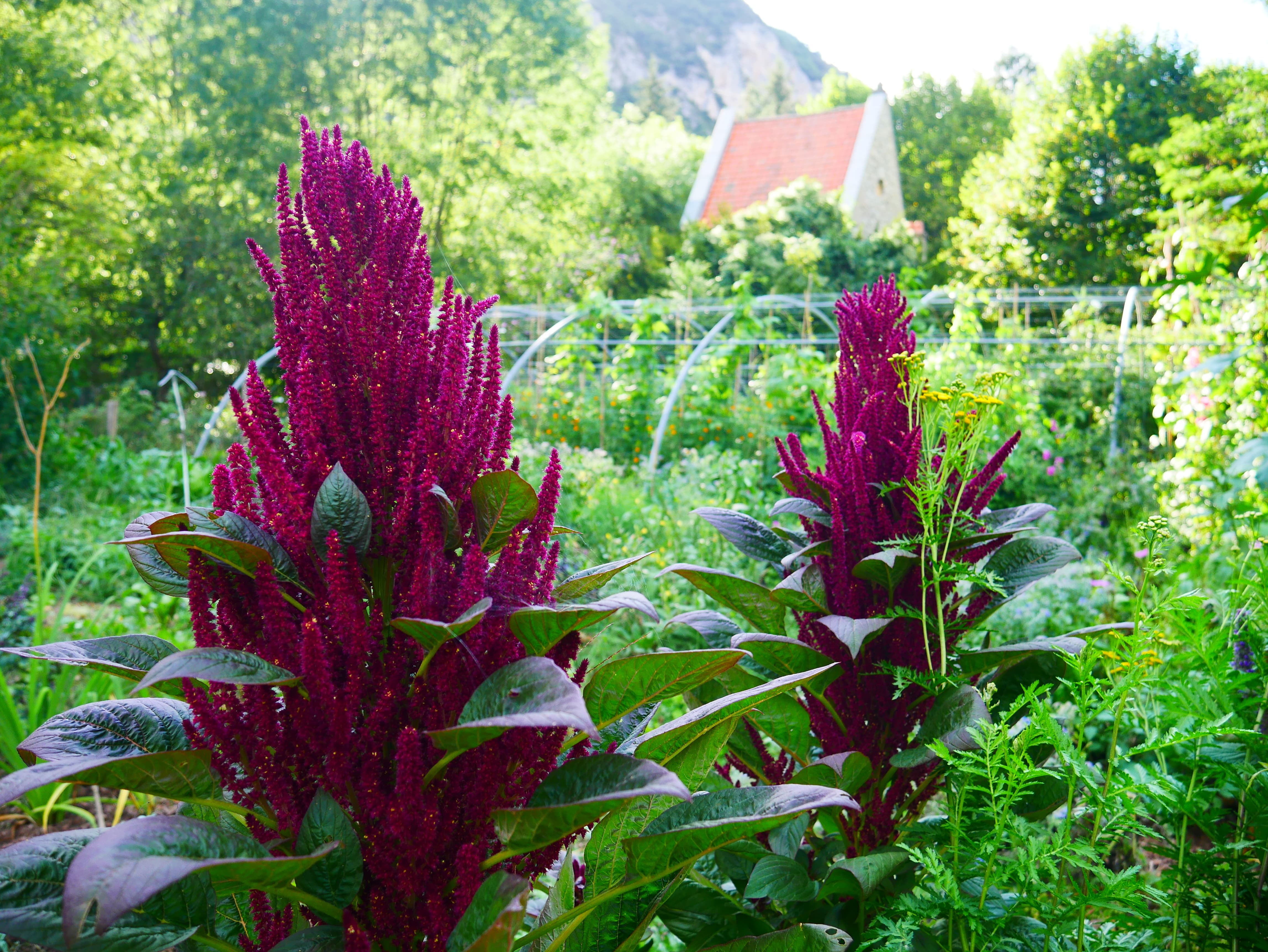 Amarantes rouge