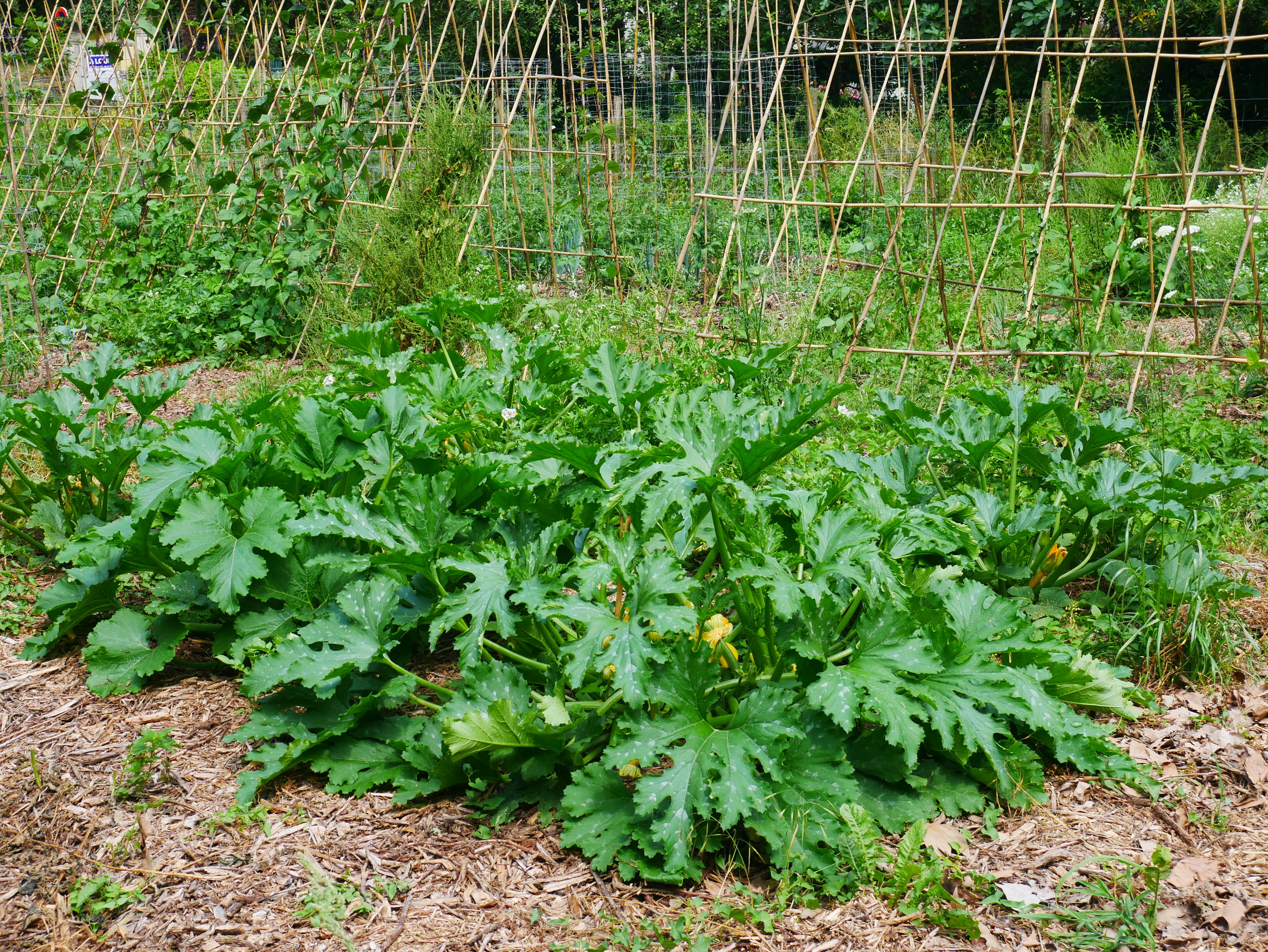 Culture de courgette sous paillis brf